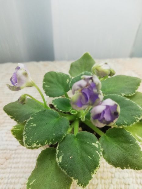 28 feb - Wesley s Depth of Reason