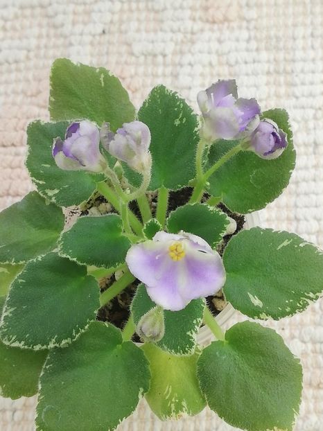 3 mar - Wesley s Depth of Reason