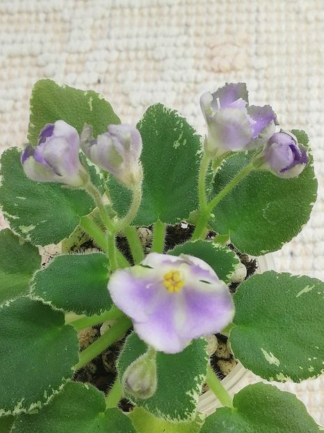 3 mar - Wesley s Depth of Reason