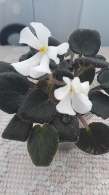 8 feb - ZZ Senk s Vespa Verde