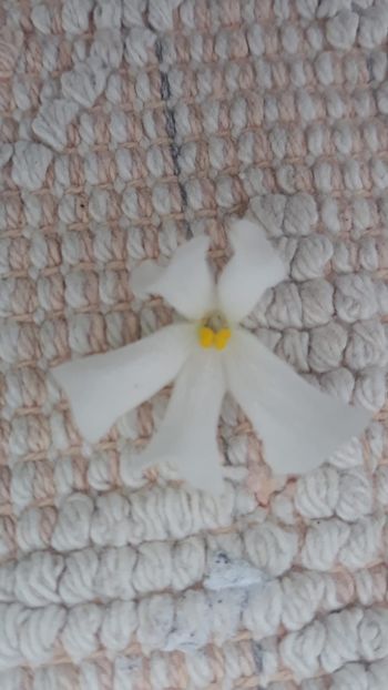 8 feb - ZZ Senk s Vespa Verde