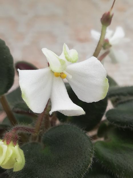 16 feb - ZZ Senk s Vespa Verde