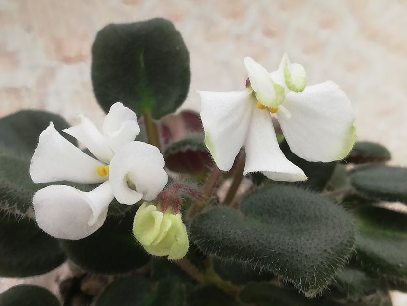 16 feb - ZZ Senk s Vespa Verde