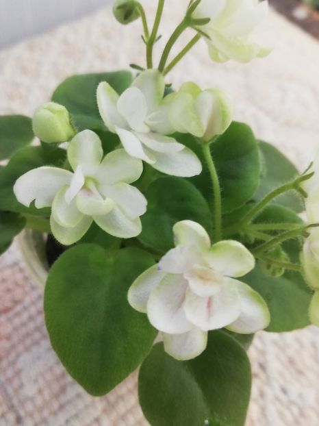 29 ian - RS Zimniy Tswetok