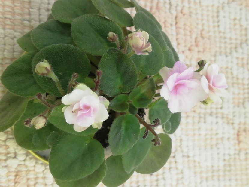 26 feb - RS Vinietka