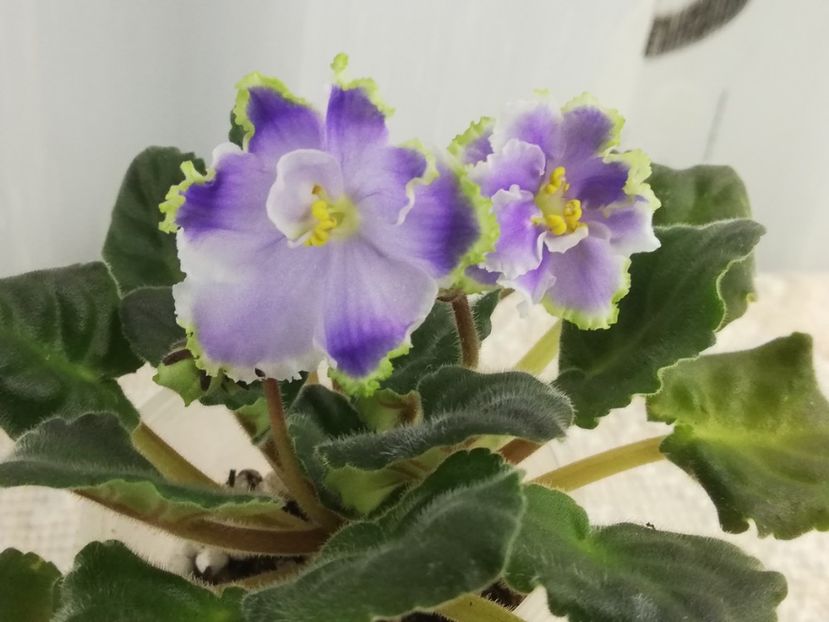 27 apr - RS Emerald City