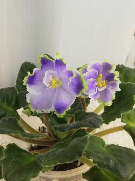 27 apr - RS Emerald City