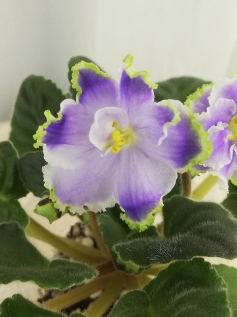 27 apr - RS Emerald City