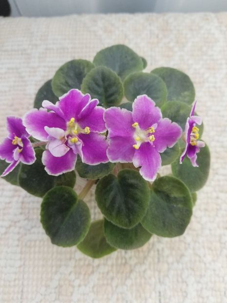 26 feb - NK Neznakomaya Zvezda