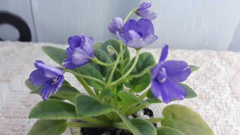 29 ian - ZZ NK Limpopo