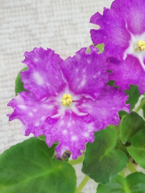 26 feb - LE Rain Melody