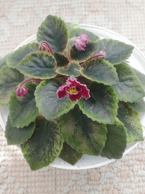 3 apr - NK Dusha Moya