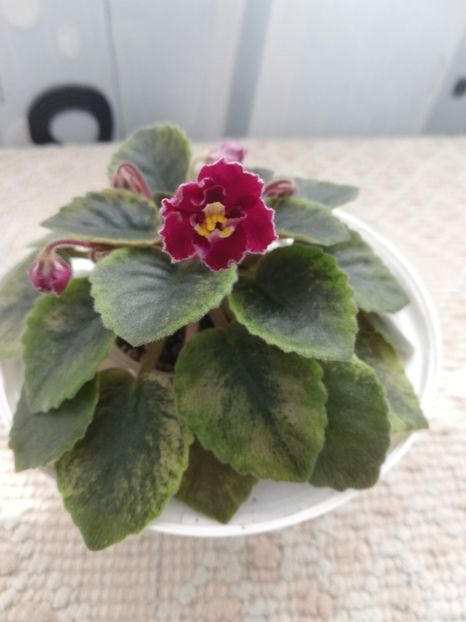 3 apr - NK Dusha Moya