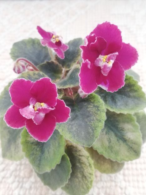 8 apr - NK Dusha Moya