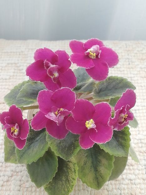 19 apr - NK Dusha Moya