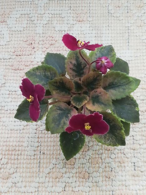 19 apr - NK Dusha Moya