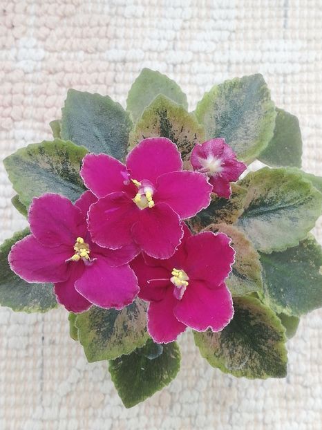 19 apr - NK Dusha Moya