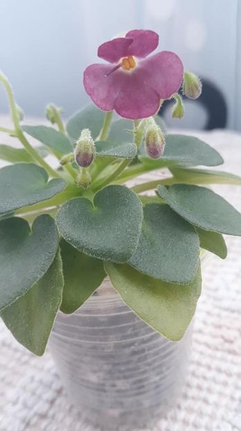 8 feb - AV Chizhik Pyzhik