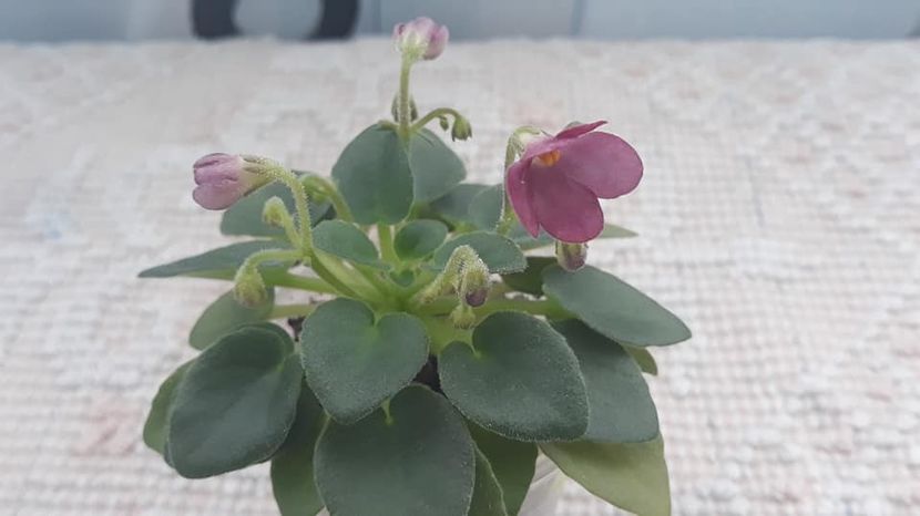 8 feb - AV Chizhik Pyzhik