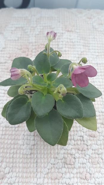 8 feb - AV Chizhik Pyzhik