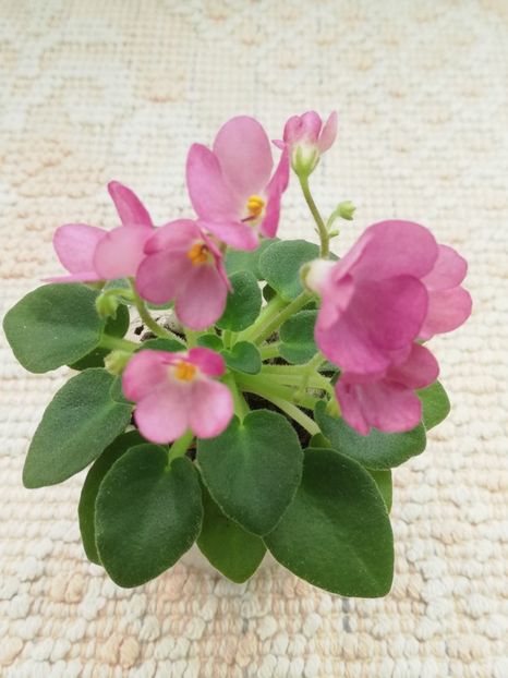 16 feb - AV Chizhik Pyzhik