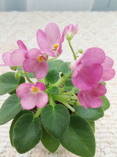 16 feb - AV Chizhik Pyzhik