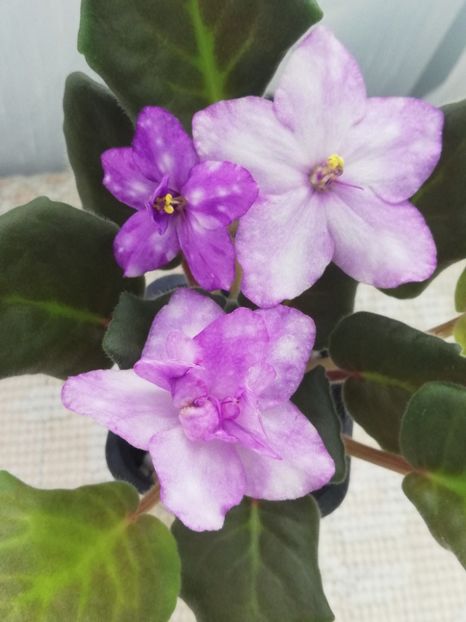 25 mar - ZZ AE Fly To The Moon