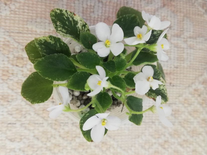 29 ian - Alan s Fallen Angel