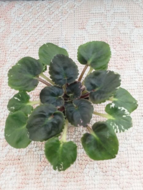 8 apr - AV Vechnostj