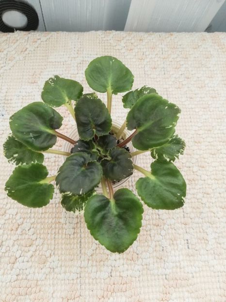 28 mar - AV Vechnostj