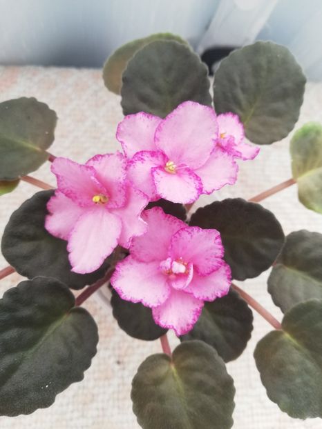 8 apr - ZZ Buckeye Cranberry Sparkler