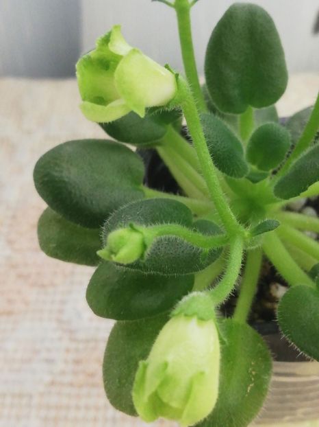 8 ian - Emerald Bells