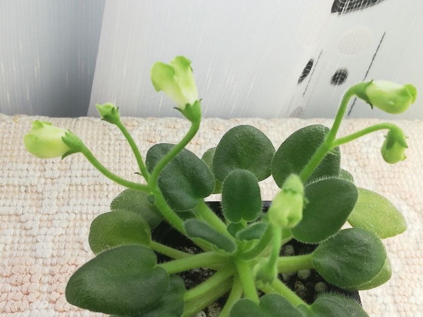 8 ian - Emerald Bells