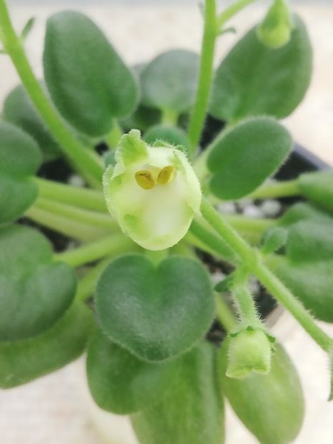 8 ian - Emerald Bells