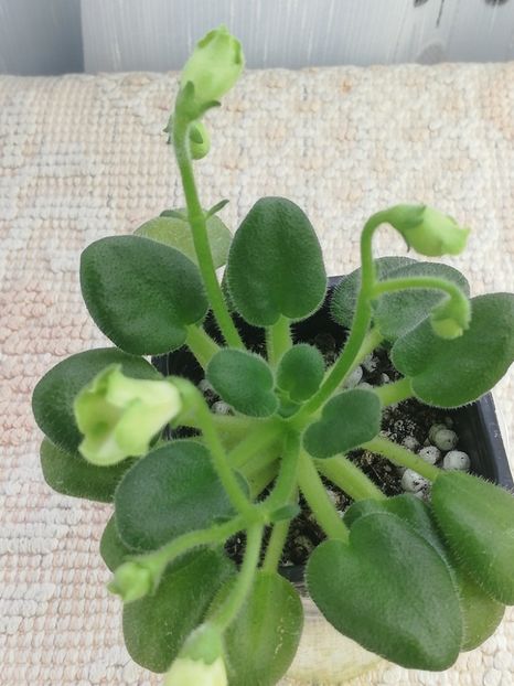 8 ian - Emerald Bells