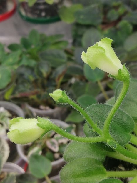 8 ian - Emerald Bells