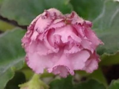 30 dec - AV Natasha Rostova