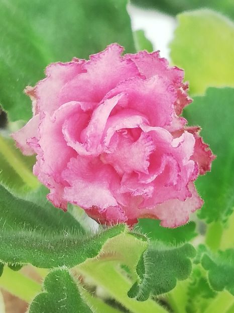 5 ian - AV Natasha Rostova