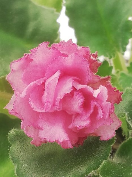 5 ian - AV Natasha Rostova