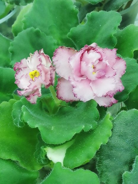 25 mar - AV Natasha Rostova