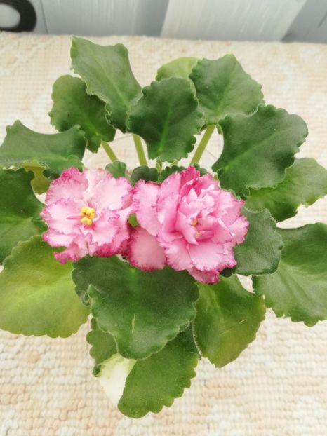 28 mar - AV Natasha Rostova