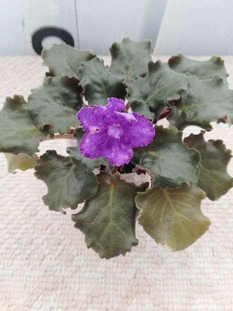 28 mar - AV Nibelungs