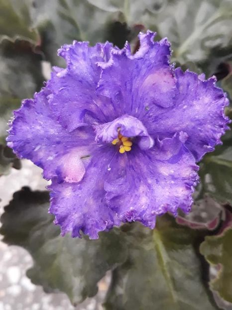 30 mar - AV Nibelungs