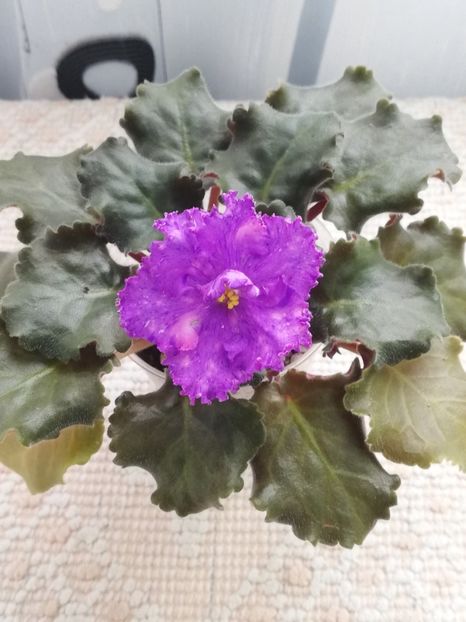 3 apr - AV Nibelungs