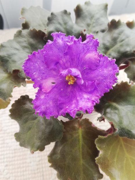 3 apr - AV Nibelungs