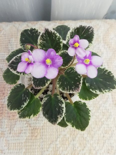 29 ian - Flashy Angel