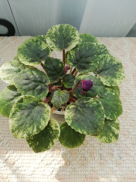 24 mar - SV Gorod Sevastopoljv