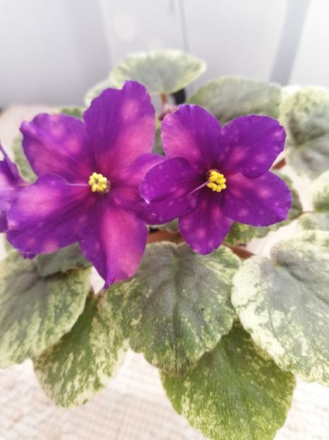 3 apr - SV Gorod Sevastopoljv