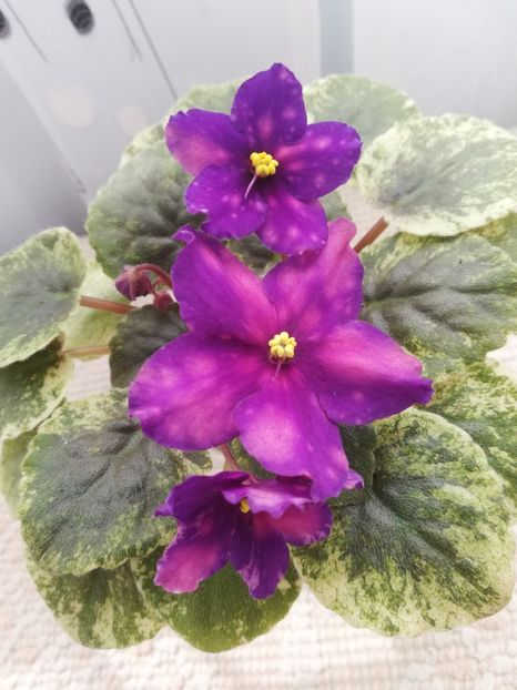 3 apr - SV Gorod Sevastopoljv