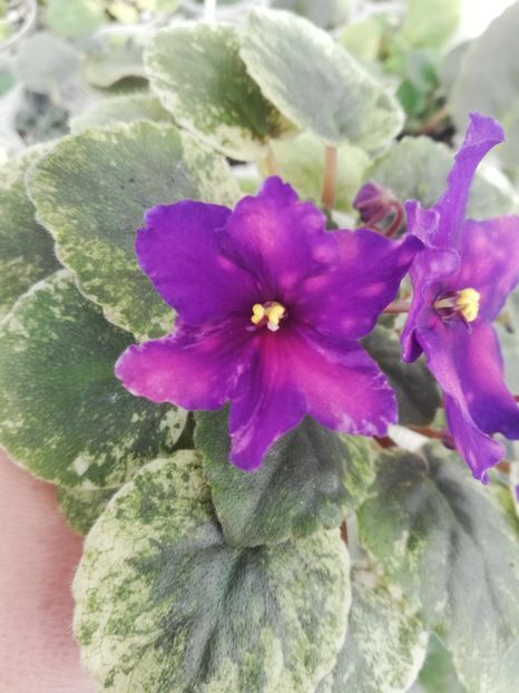 3 apr - SV Gorod Sevastopoljv